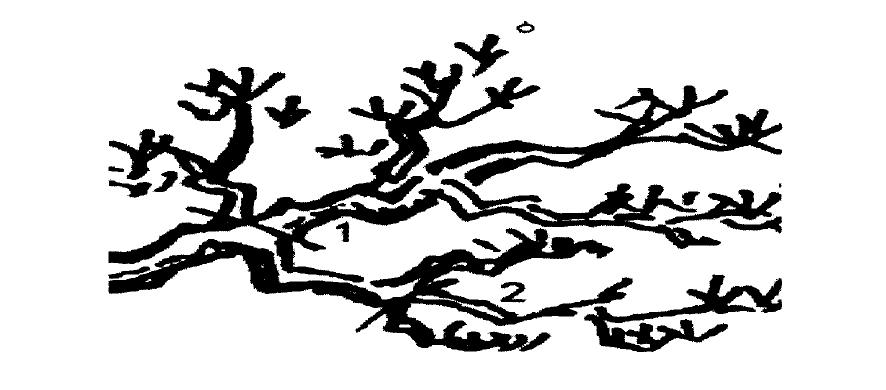 山丁子盆景修剪技巧,赤松景观树怎么修剪