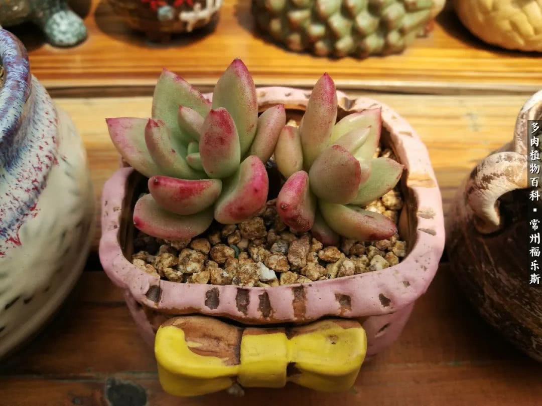 养多肉摒弃焦虑,包邮区不能养的多肉有哪些