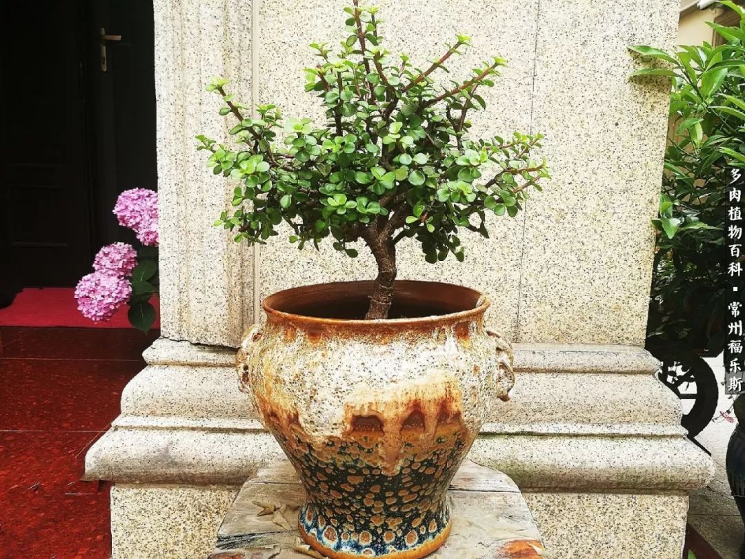 养多肉摒弃焦虑,包邮区不能养的多肉有哪些