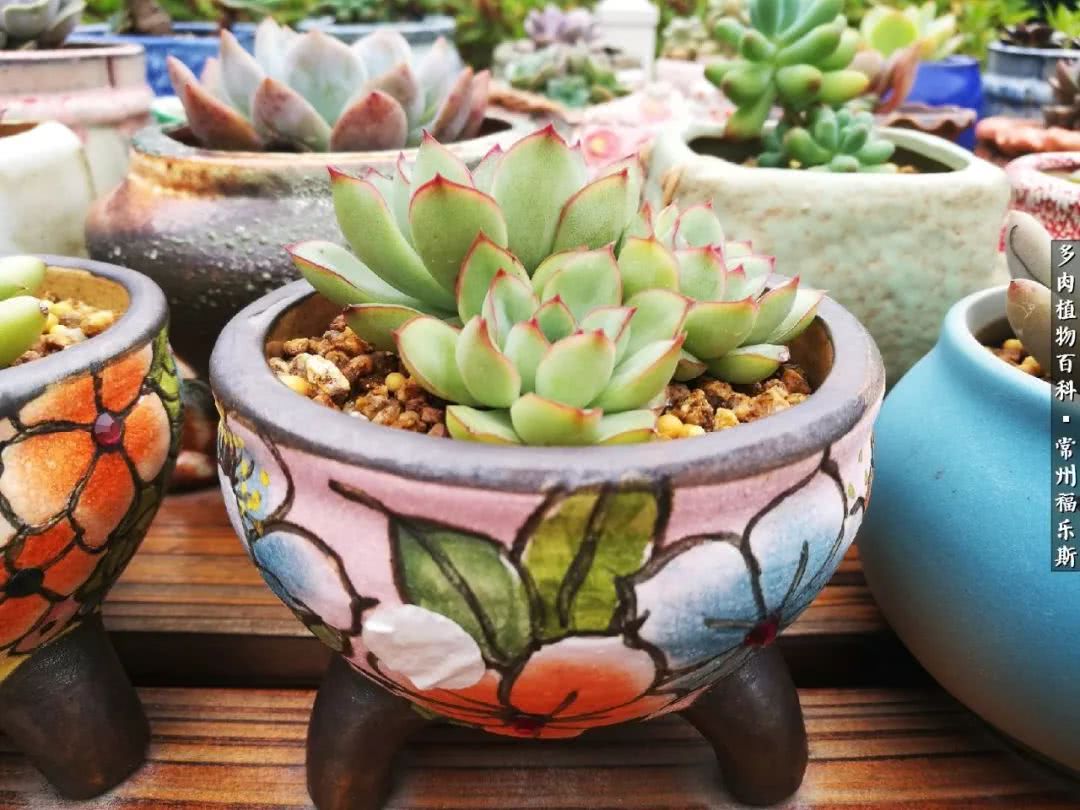 养多肉摒弃焦虑,包邮区不能养的多肉有哪些