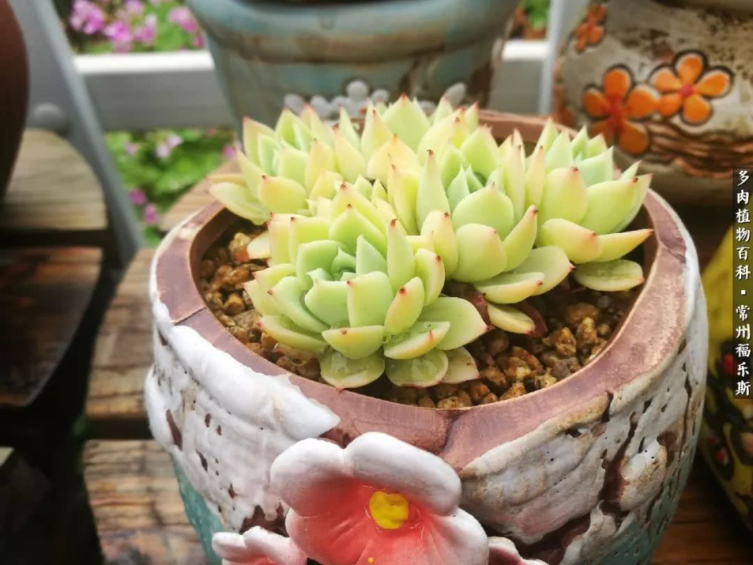 养多肉摒弃焦虑,包邮区不能养的多肉有哪些
