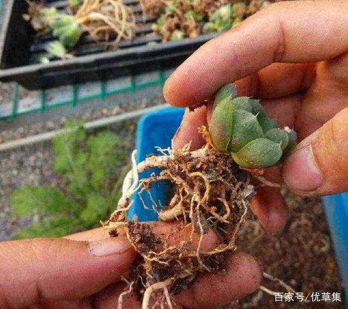 玉露夏天适合水培吗,水培玉露的正确方法