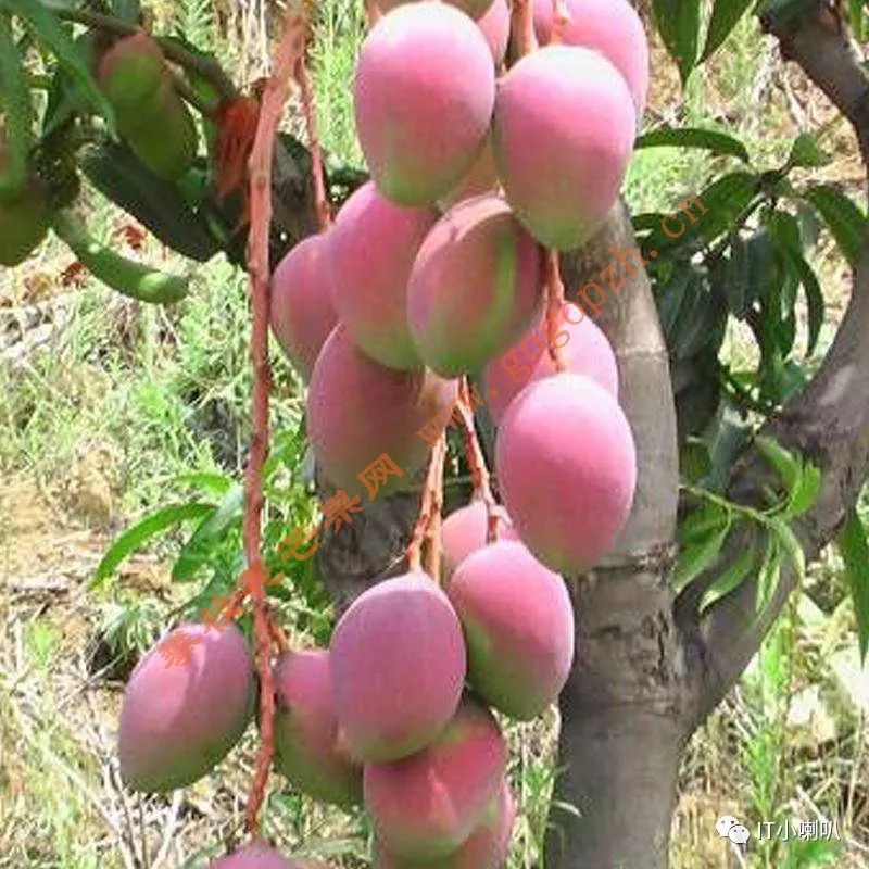 攀枝花芒果网,攀枝花芒果网直播