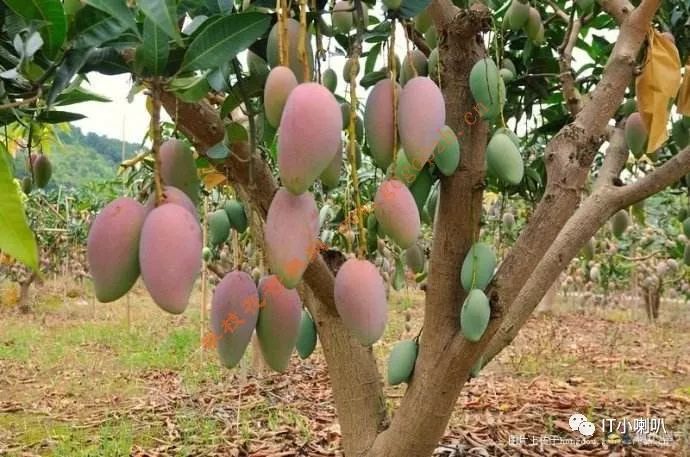 攀枝花芒果网,攀枝花芒果网直播