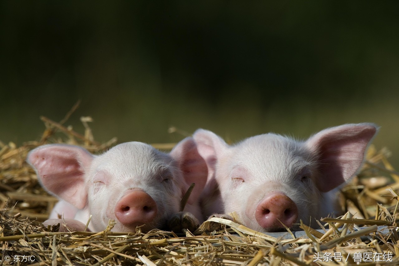 猪发烧打退烧针后低温是什么原因,猪先高烧后低温是什么原因