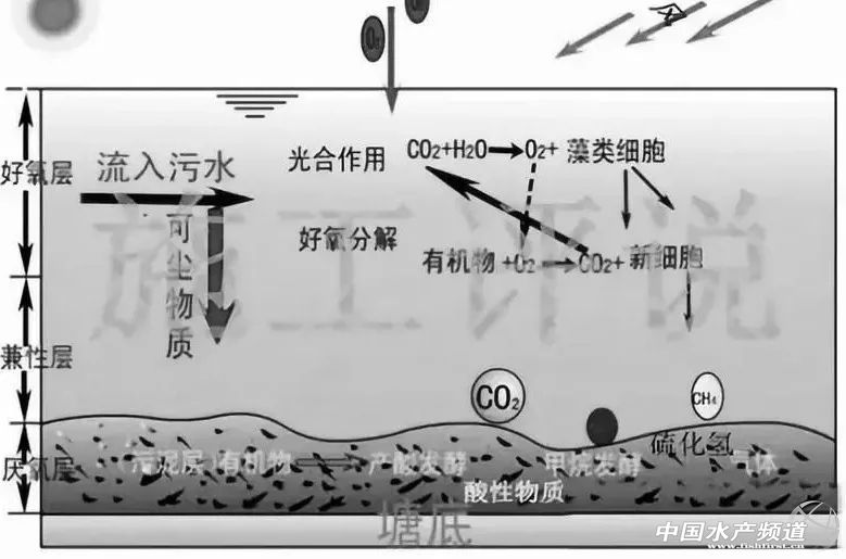 鱼亚硝酸盐中毒后如何恢复,水产动物亚硝酸盐中毒如何解决