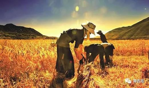 订单农业如何做好,订单农业的五个优秀案例