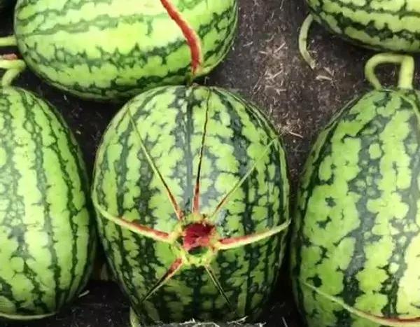 山东多地遭遇冰雹，西瓜被砸“开花”！农作物损失该如何挽救？