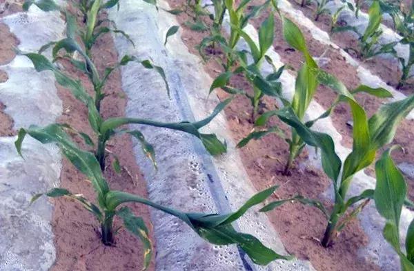 玉米出现卷叶什么原因,玉米卷叶的原因和防治