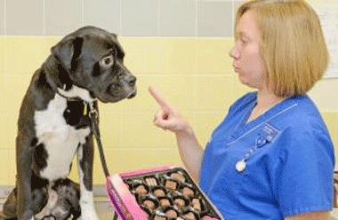 养狗时不能给狗仔吃什么,养狗后再也不能吃独食