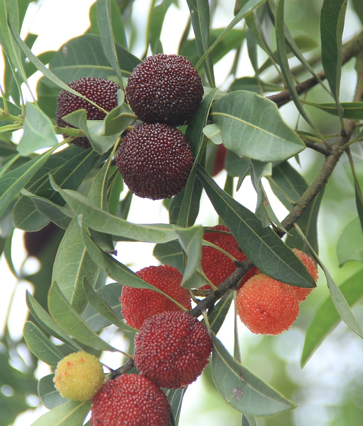 晚稻杨梅优缺点,顶级晚稻杨梅