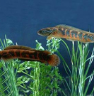 低三下四打工不如回家创业当老板，15种让你致富的养殖推荐