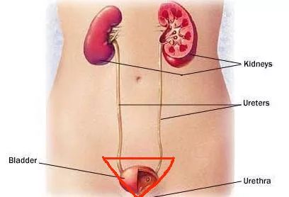 人体九大系统对应的器官,人体黄金三角区是什么