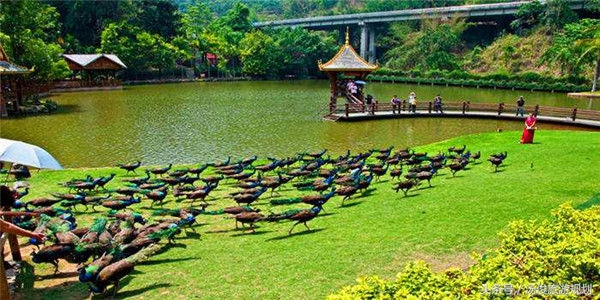 花样百出！国内旅游中常见的*局骗**，你中招了吗？