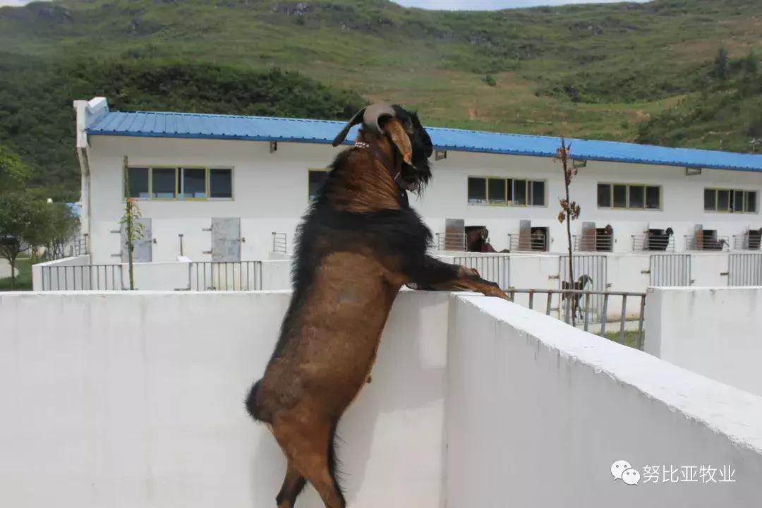 努比亚山羊和小耳山羊区别,努比亚山羊介绍