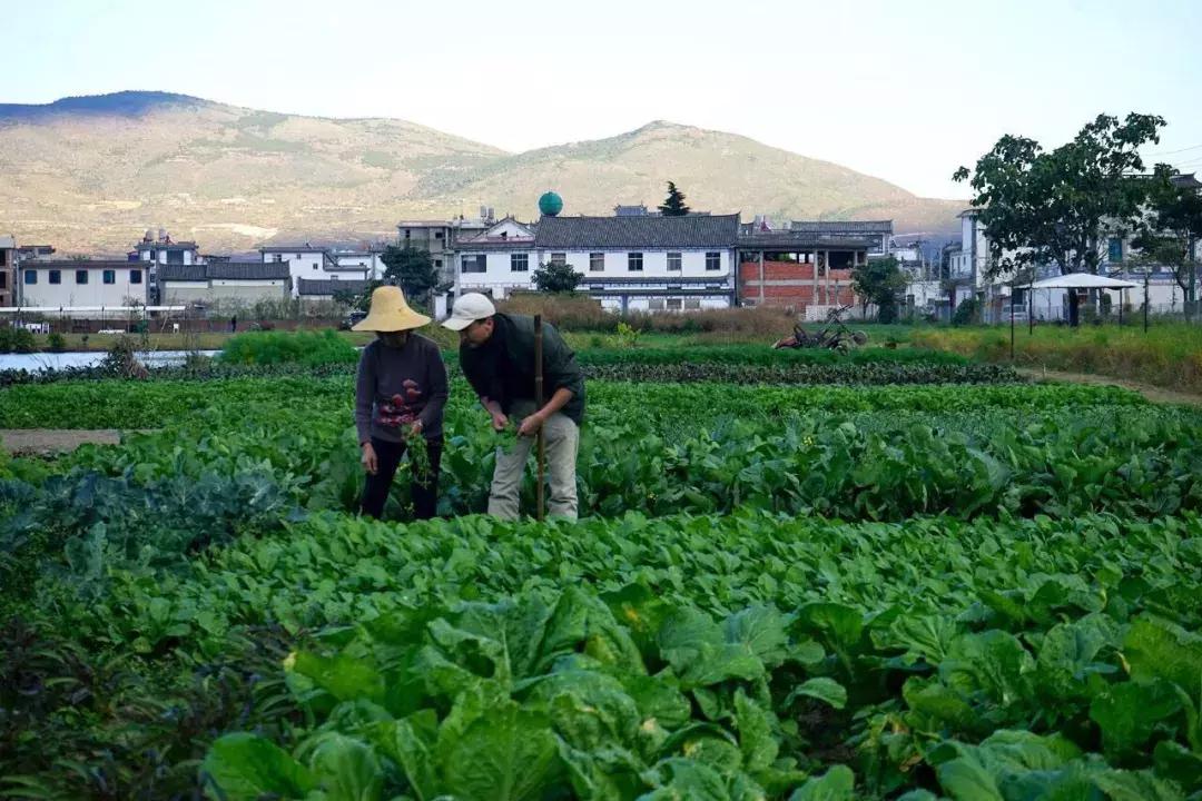 一个辍学生在大理租下23个足球场大的地方，种菜、养牛、建农场