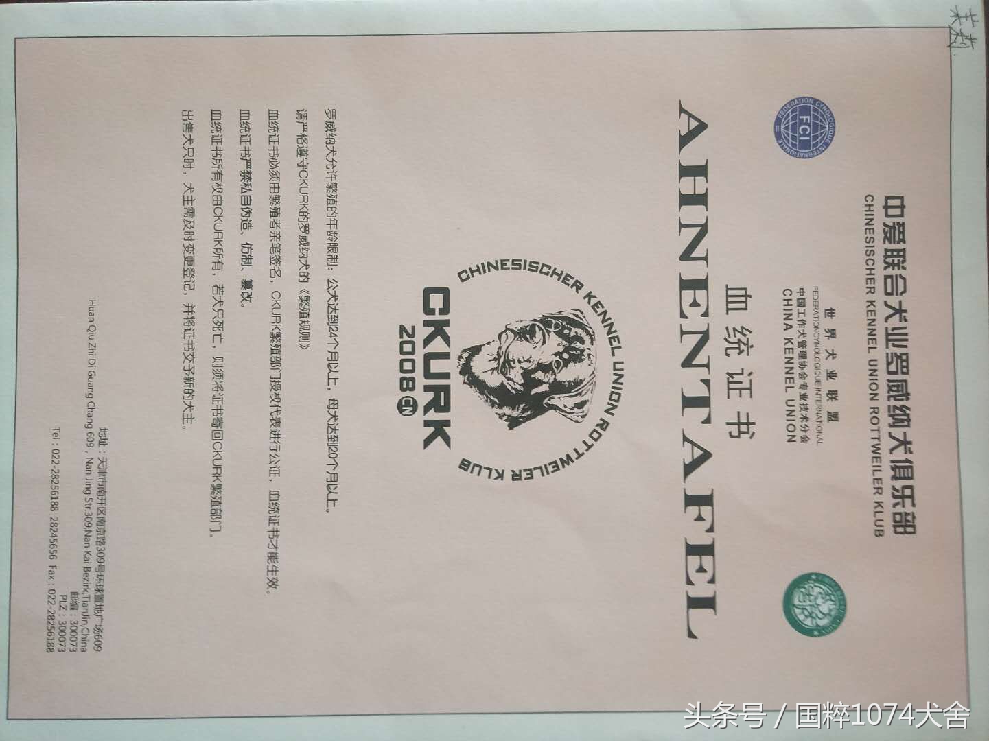 浅色素的罗威纳,陕系罗威纳犬