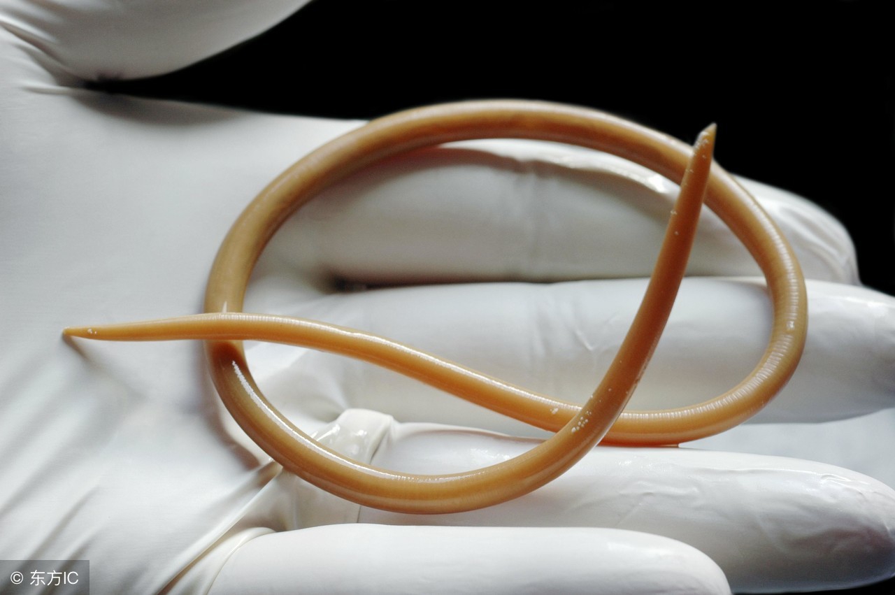 孩子有五种表现肚子里有蛔虫,五种情况看出孩子肚里有虫子