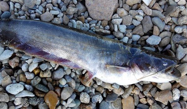 鲶鱼用什么最好钓,大鲶鱼用什么钓最好