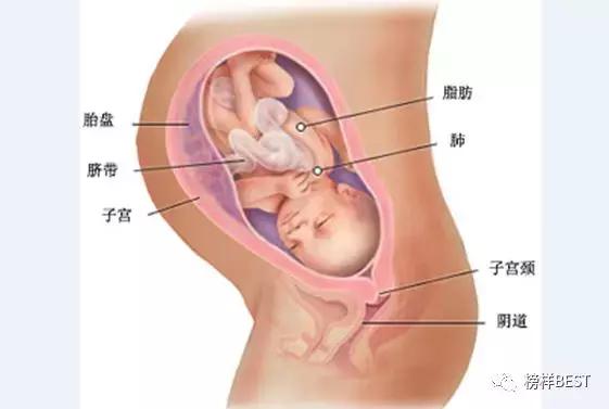 十月怀胎进入第34~35周啦