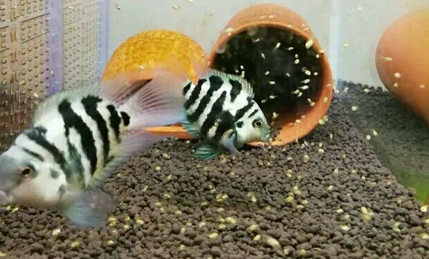 孔雀鱼鱼苗死亡是什么原因,鱼苗死亡掉甲是什么原因