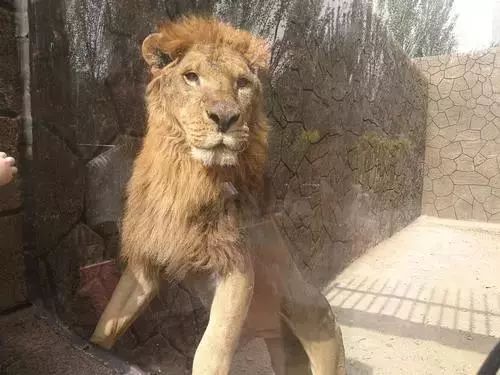 包头室内动物园还开吗,包头动物园介绍