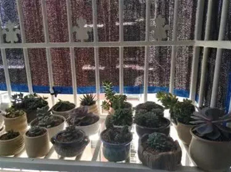 露养多肉晒白了是怎么回事,露养多肉褪色