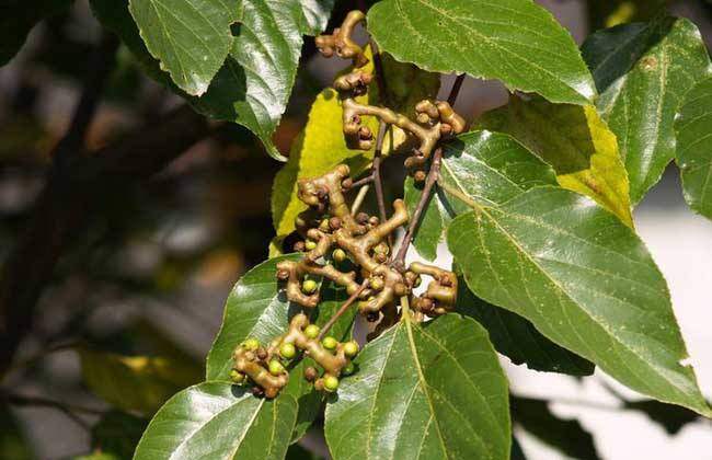 酒后头疼无法入睡怎么缓解,喝完酒后咽喉干是怎么回事