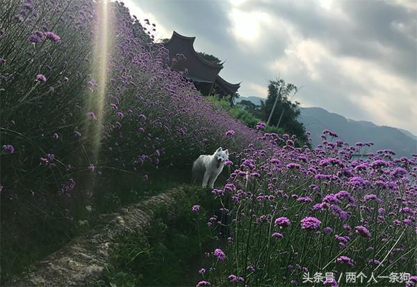 养一条狗复杂吗,养狗需要多少钱才能养出一条狗