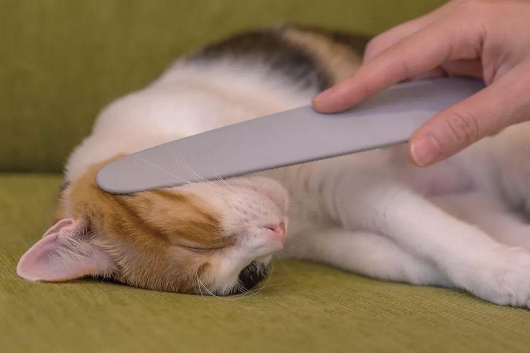 猫咪必备的10个神器,防止猫咪舔毛神器