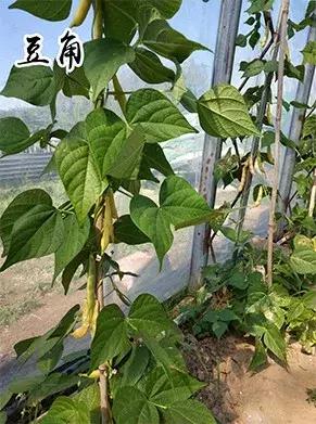 长春采摘农家乐一日游,长春市周边度假山庄农家乐