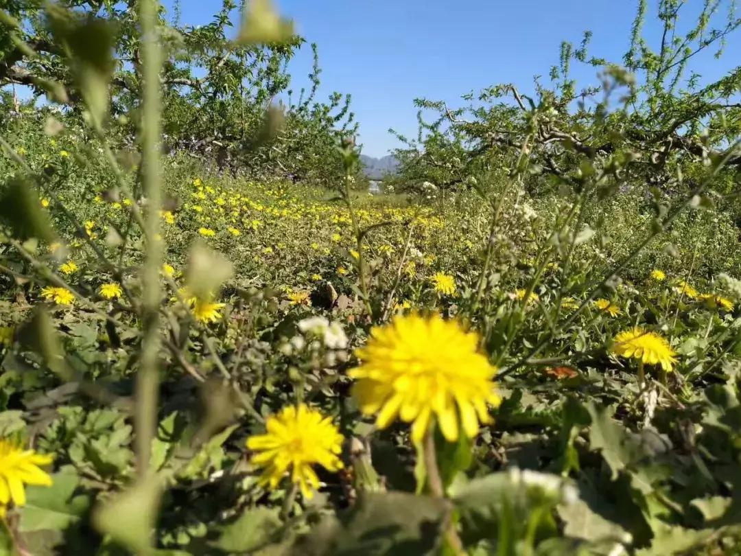 京郊7月采摘好去处,江宁农场采摘一日游
