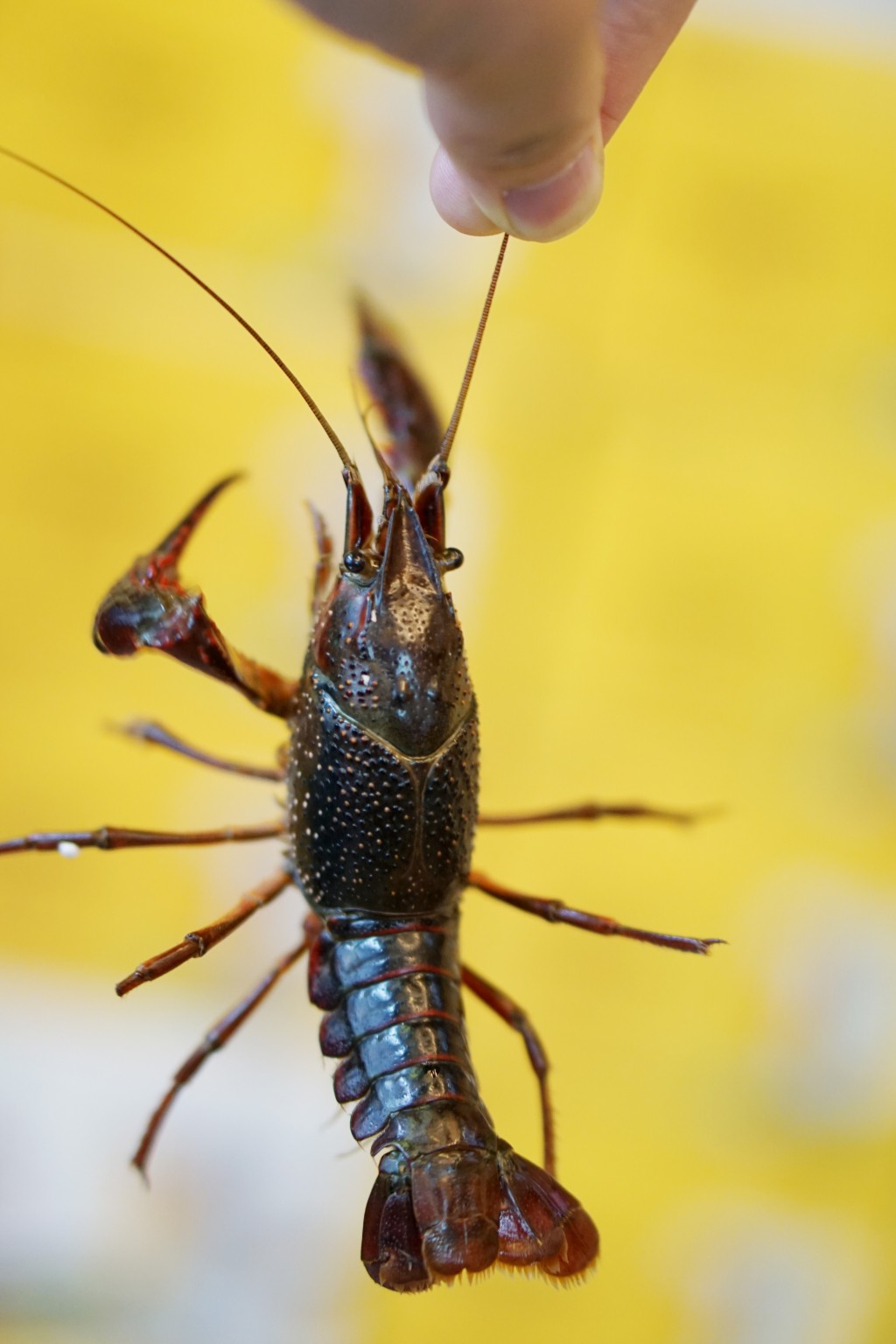 小龙虾征战世界杯,小龙虾与世界杯共狂欢