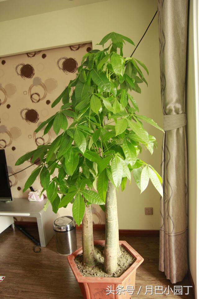 发财树长太快还掉叶子,发财树长得慢