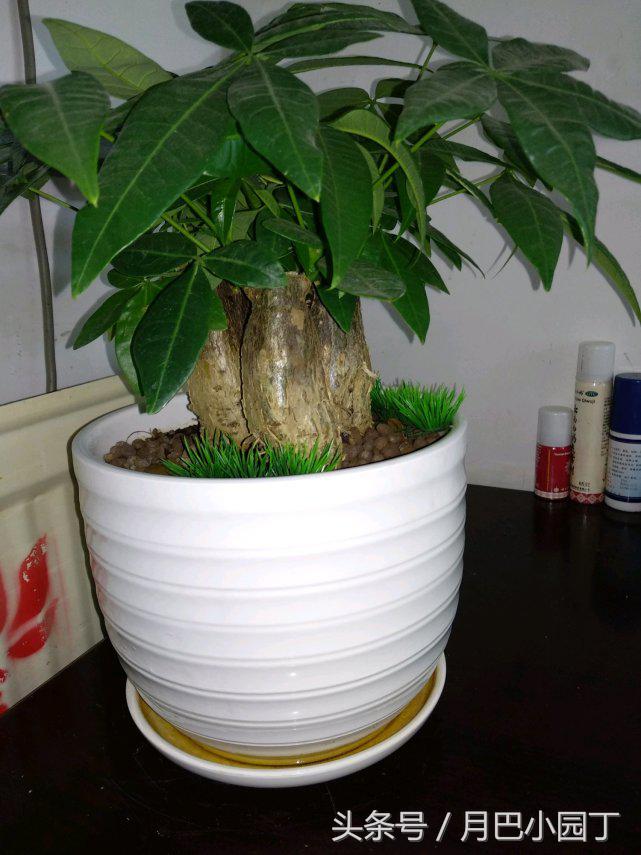 发财树长太快还掉叶子,发财树长得慢