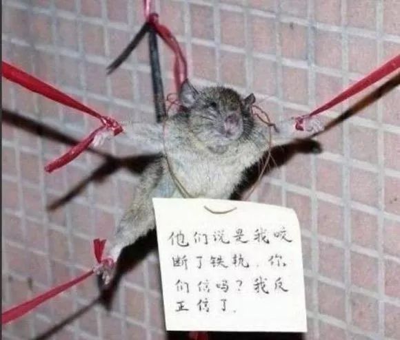 净网2019诈骗名单,净网2019拆穿网络骗局