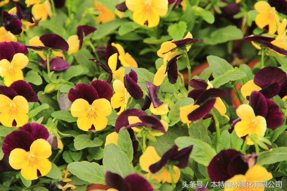 花海道路景观,花海长廊有哪些花