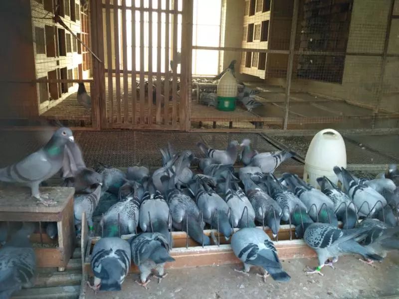 他在淘宝上专门“放鸽子”，还好评不断