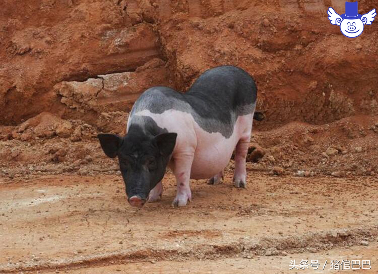 母猪产仔少的原因及治疗,妊娠母猪食欲太差怎么办