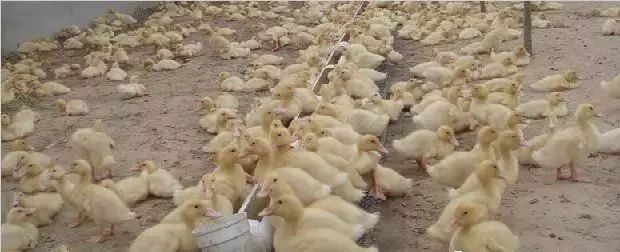 养鸭技术大全及做法,养鸭技术大全教你如何高效养鸭