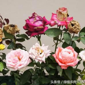 玫瑰花花瓣边缘变黑怎么办,玫瑰花瓣是卷曲的怎么回事