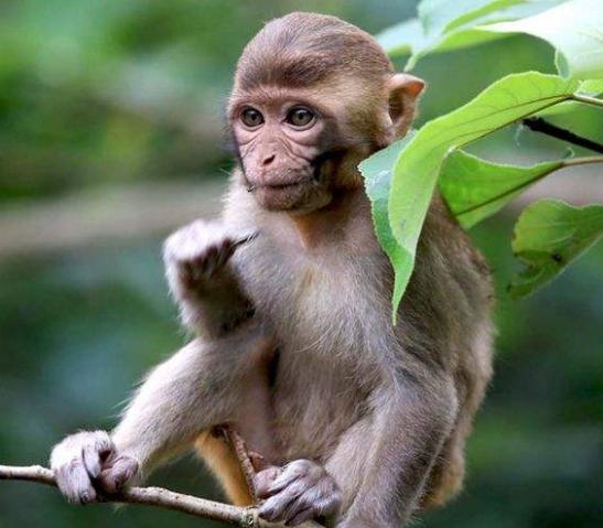 生肖猴的一月财运如何呢,生肖猴的财运来了