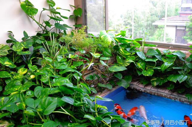 怎么用水养绿萝绿萝才长得快,家里养的绿萝不爆盆底部长满根