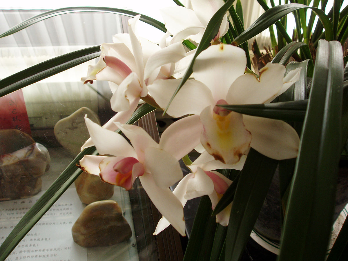 大唐盛世兰花叶尖焦黄,兰花叶尖焦黄发黑可以用多菌灵吗