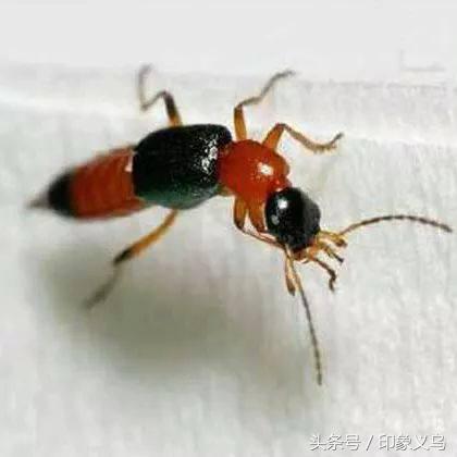 小孩被毒蜘蛛咬伤,小男孩被蜘蛛咬伤了