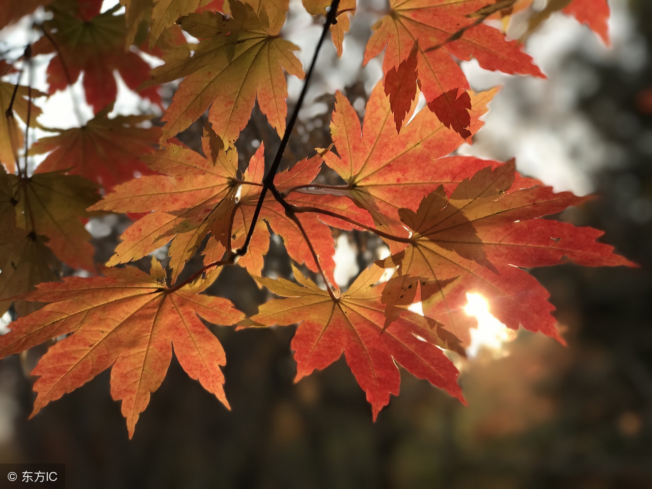 夜色照枯黄，枫叶袭来满面秋霜，离人愁断肠，各自伤