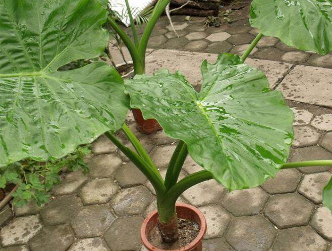 家中养花风水有哪些讲究,家里养花风水好的有哪些