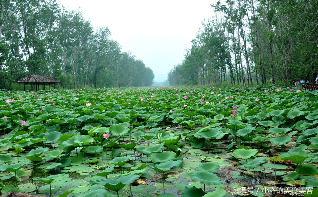 山东微山滑鱼丸怎么做的好吃,微山湖特色鱼丸汤