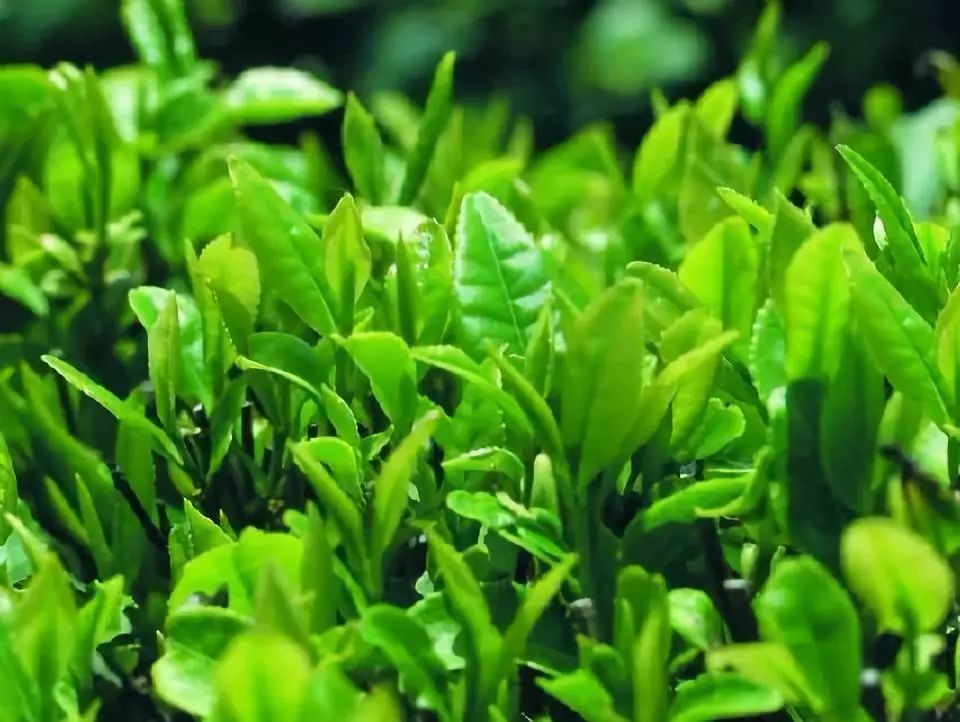 老卜奎说茶的十大恶习,老卜奎白茶