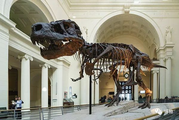 特暴龙为什么是恐龙最强的,暴龙跟霸王龙有多像